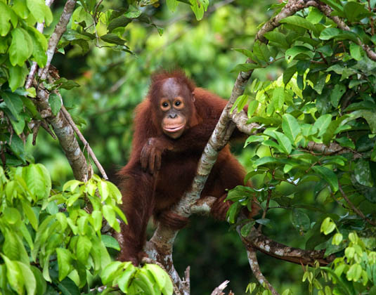 Kalimantan - Travacello